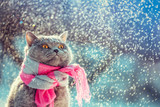 Fototapeta Koty - Portrait of a blue British Shorthair cat wearing the knitted scarf. Cat sitting outdoors in the snow in winter during snowfall