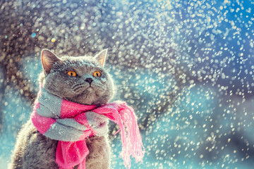 Portrait of a blue British Shorthair cat wearing the knitted scarf. Cat sitting outdoors in the snow in winter during snowfall