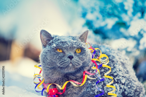 Portrait Of A Blue British Shorthair Cat Wrapped In Serpentine