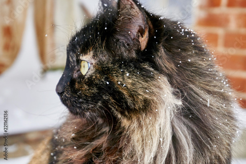 A Beautiful Large Multi Colored Cat With Fluffy Hair Sits At The