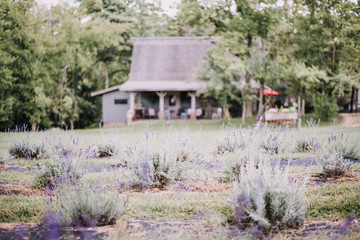 Wall Mural - Lavender field in Mooresville, IN