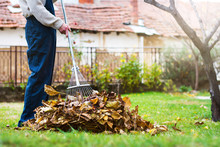 Man Collecting Fallen Autumn Leaves In The Yard