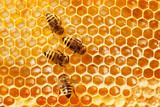 Bees on honeycomb.