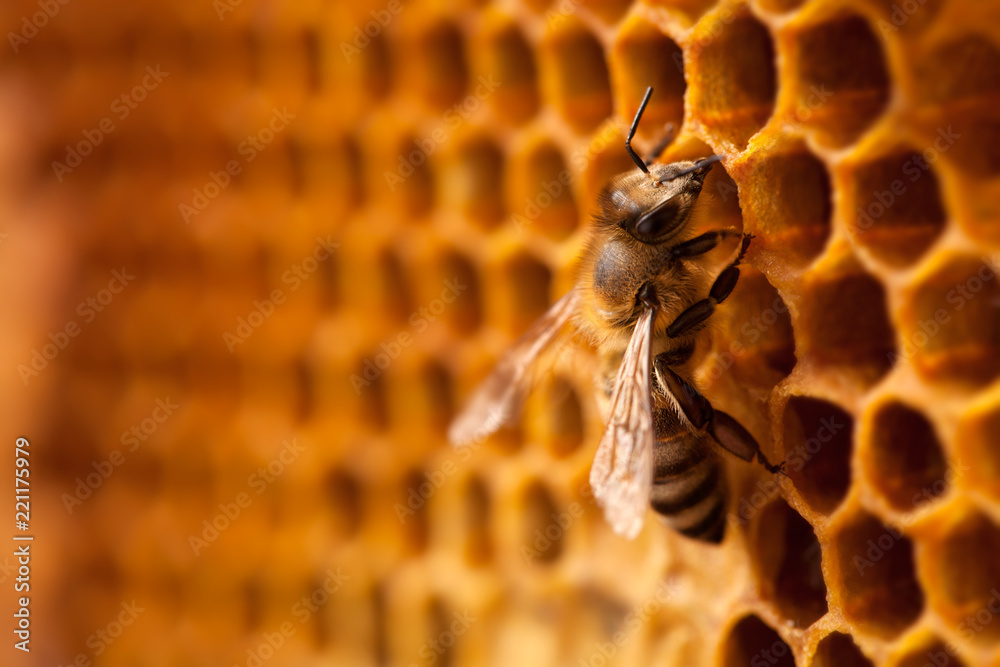 Bee on honeycomb. - obrazy, fototapety, plakaty 