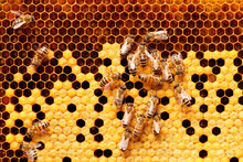 Bees On Honeycomb.