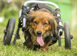 Disabled dachshund in a wheelchair running outdoors