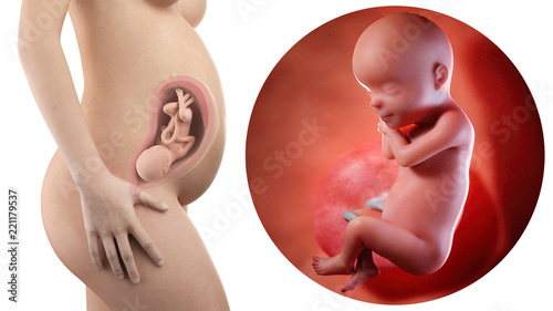 Fotomural pregnant woman with visible uterus and fetus week 30