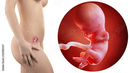 Cuadros en Lienzo pregnant woman with visible uterus and fetus week 11