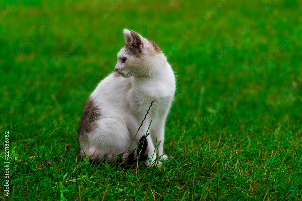 biało-szary łaciaty kot na zielonej trawie - obrazy, fototapety, plakaty 