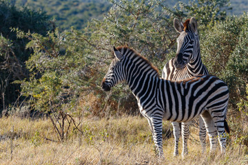 Wall Mural - Zebras standing close to each other