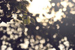 view on a branch with leaves of a lime tree in bright sunlight in front of blurred foliage - background blanked out blurry, matte look