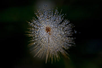 dandelion dew 2