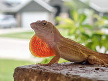 Portrait Of Brown Anole Lizard With Dewlap Extended