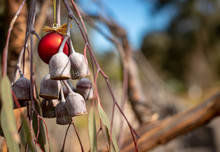 An Australian Christmas, Gum Tree And Gum Nuts With A Red Christmas Bauble, Horizontal