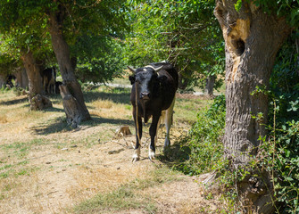 cattle in the field