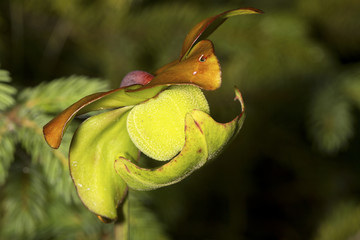 Poster - Pitcher plant flower in a New Hampshire bog.