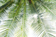 © SUPHANSA - abstract green coconut leaves background