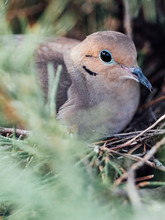 A Mother Morning Dove Protects Her Eggs In The Nest