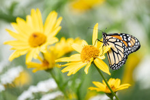 A Monarch Butterfly Climbs On A Yellow Flower