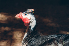 Close Up Portrait Of Curious Helmeted Guinea-fowl With Spotted Black White Feathers And Red Beak At Farm