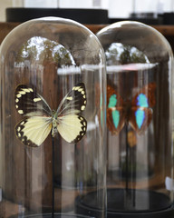 Butterflies in a transparent bell jar