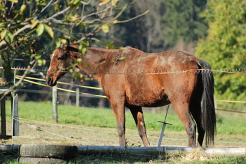 Brown thoroughbread