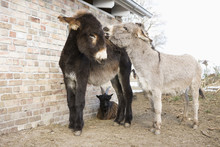 Baby Donkeys And Goat On Farm