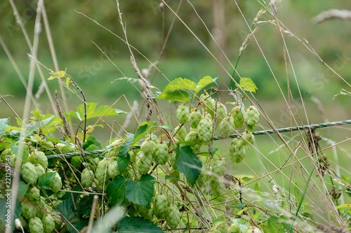 Hopfen Hopfenpflanze in der Natur kaufen Sie dieses Foto und finden