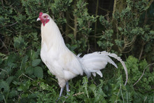 White Rooster In Green Undergrowth