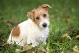 Fototapeta Zwierzęta - Funny furry jack russell terrier happy pet puppy sitting in the grass - dog grooming concept