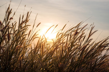 wonderful landscape from the feather grass field in the evening sunset silhouette. serene feeling co