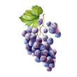 watercolor fruit branch grape