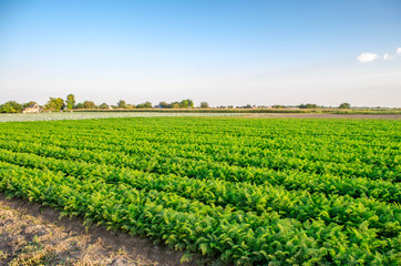 plantations of carrots grow in the field. organic vegetables. landscape agriculture.