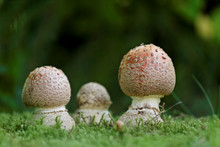 Three Fresh And Poisonous Mushrooms In Forest