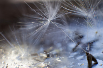 Wall Mural - dandelion seeds with drops of water on a blue background close-up