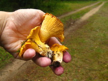 The Hand Holds A Group Of Three Chanterelles. Just Collected Mushrooms In The Forest. Hands Are Smeared In Blueberry Juice Of Purple Color