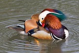 Mandarin Duck