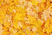 Autumnal Background: Yellow Maple Tree Leaves On Ground In Park