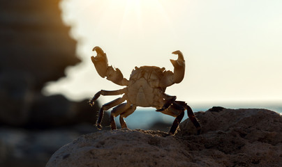 Wall Mural - crab on wildlife