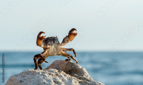 Obraz Dibond krab na dzikiej przyrody