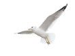 Leinwandbild Motiv Seagull inhabiting the coast of the Caspian Sea. In flight. Isolated.