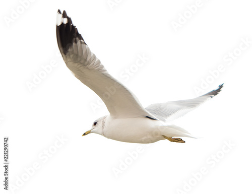 Fotografía Different types of gulls. A series of photos. Isolated