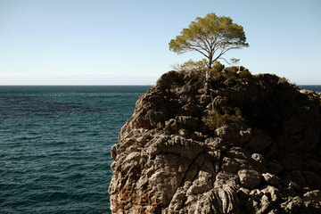 Wall Mural - Rocky coastline and tree