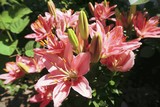 Fototapeta  -  Gently pink flowers grow through other flowers.