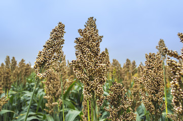 Cultivated sorghum field