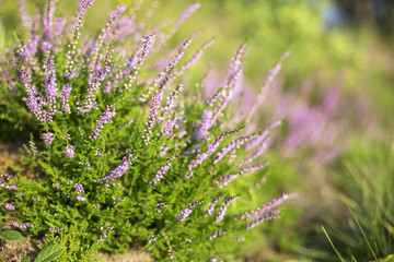 Wall Mural - flowers Calluna vulgaris (common heather, ling, or simply heather). Flowering Calluna vulgaris. flowering bushes calluna vulgaris selective focus.