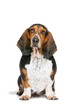 basset hound sitting in front of a white background
