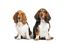 Two Basset Hounds