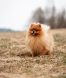 Pomeranian dog outdoor.Portrait of beautiful pomeranian dog. Dog print