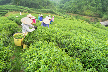 Vietnamese Women Picking Tea Leaves At A Tea Plantation.